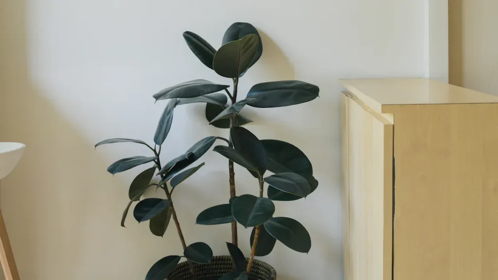 Top Bamboo Plant Stands Reviewed for 2025