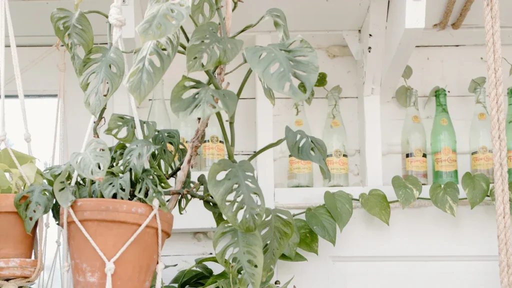 Top Bamboo Plant Stands to Transform Your Home in 2025