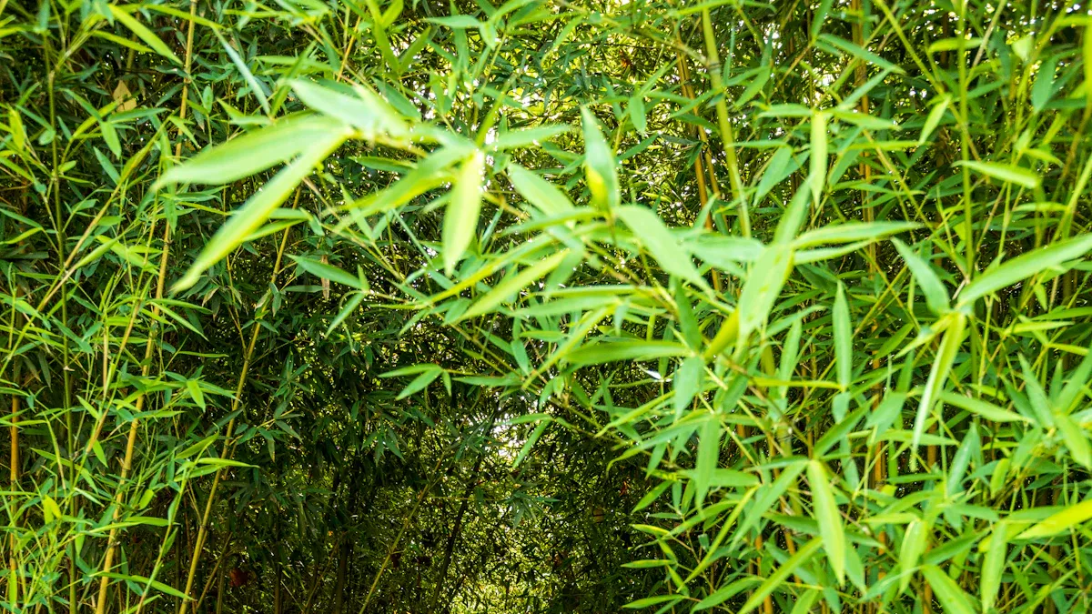 Bamboo Dinner Trays as a Renewable and Sustainable Resource